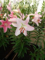 [4313 Pink News GA No101.JPG]